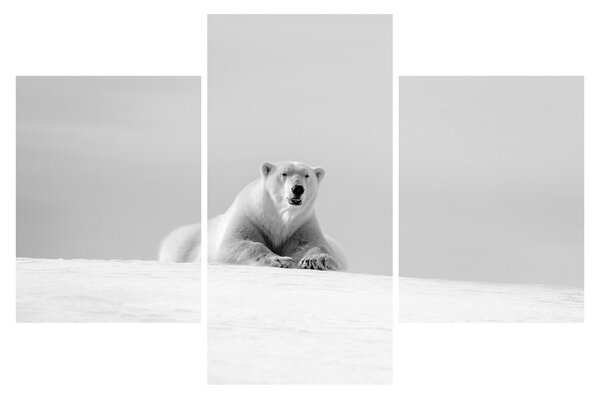 Tablou - Urs polar,alb-negru (90x60 cm)