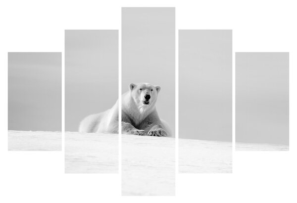 Tablou - Urs polar,alb-negru (150x105 cm)