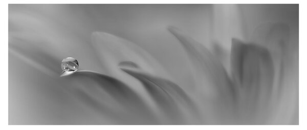 Tablou - Picătură pe floare,alb-negru (120x50 cm)