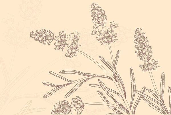 Fototapet Desenul unei plante, Fototapet flori, Fototapet populare, w02243v1 - Tapeko.ro