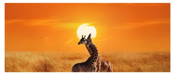 Tablou - Girafe în Parcul Național Serengeti (120x50 cm)