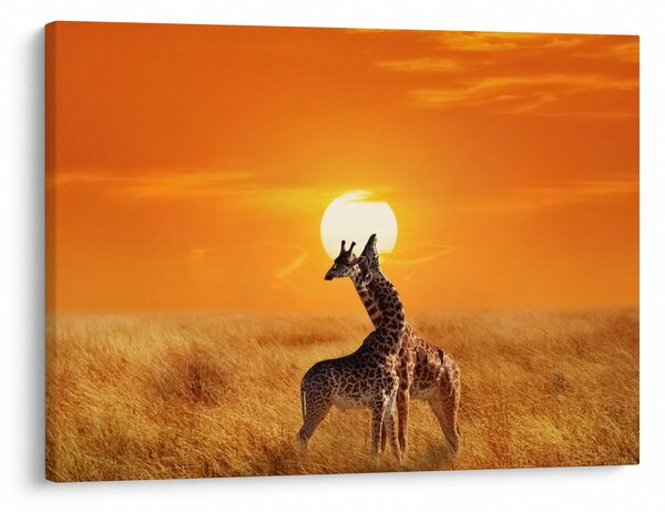 Tablou - Girafe în Parcul Național Serengeti (70x50 cm)
