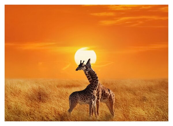 Tablou - Girafe în Parcul Național Serengeti (70x50 cm)