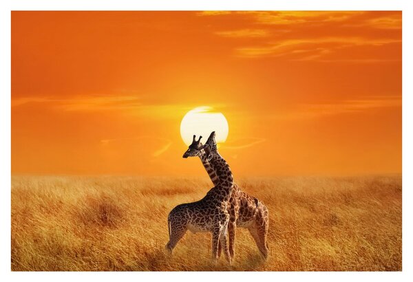 Tablou - Girafe în Parcul Național Serengeti (90x60 cm)