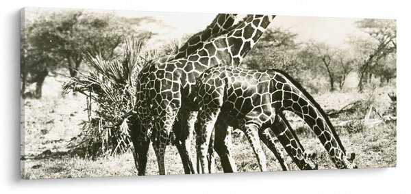 Tablou - Girafe, de epocă (120x50 cm)