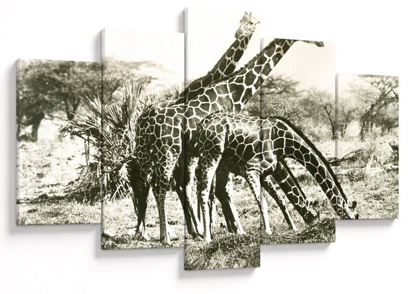 Tablou - Girafe, de epocă (150x105 cm)