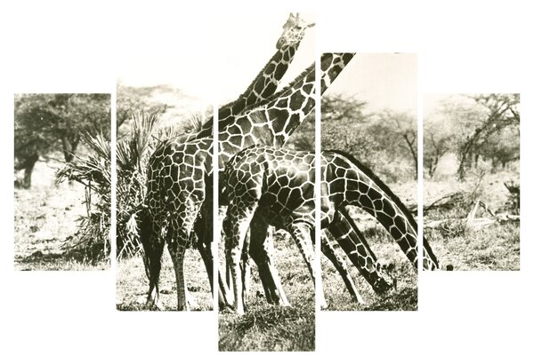 Tablou - Girafe, de epocă (150x105 cm)