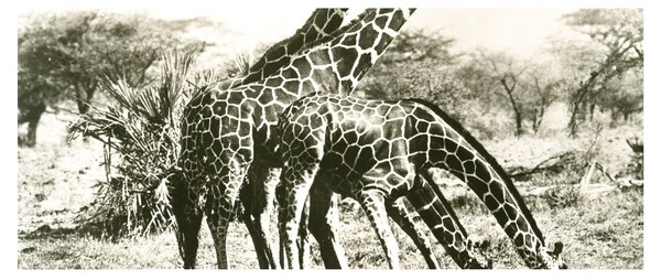 Tablou - Girafe, de epocă (120x50 cm)