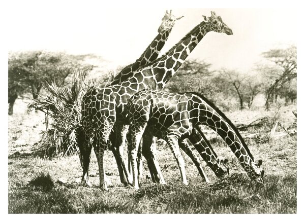 Tablou - Girafe, de epocă (70x50 cm)