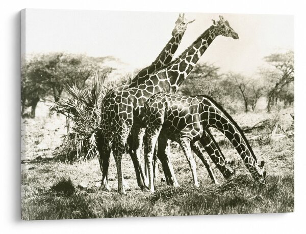 Tablou - Girafe, de epocă (70x50 cm)