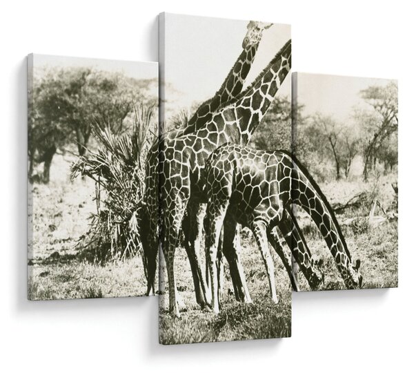 Tablou - Girafe, de epocă (90x60 cm)