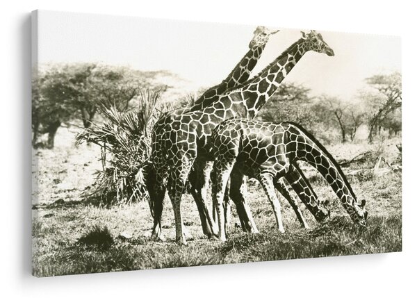 Tablou - Girafe, de epocă (90x60 cm)