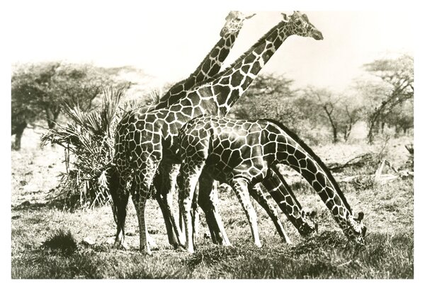 Tablou - Girafe, de epocă (90x60 cm)