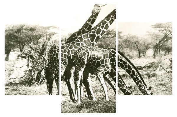 Tablou - Girafe, de epocă (90x60 cm)