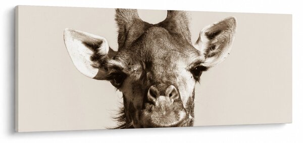 Tablou - Portret de girafă, de epocă (120x50 cm)