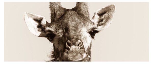 Tablou - Portret de girafă, de epocă (120x50 cm)