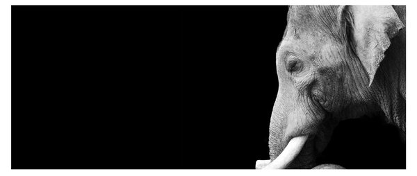 Tablou - Elefant (120x50 cm)