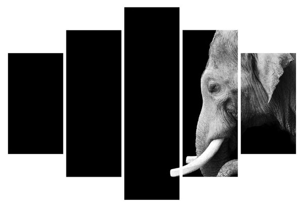 Tablou - Elefant (150x105 cm)