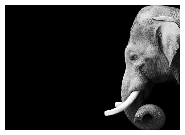 Tablou - Elefant (70x50 cm)