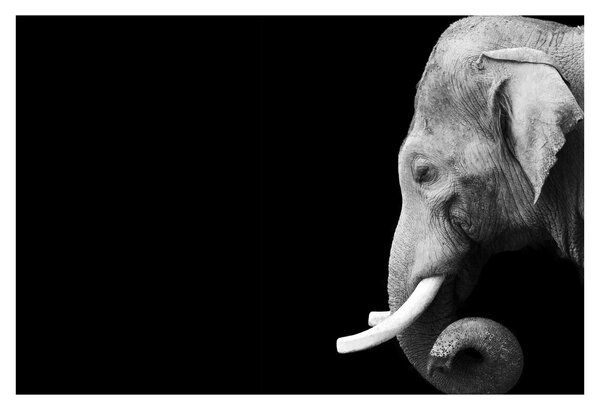 Tablou - Elefant (90x60 cm)