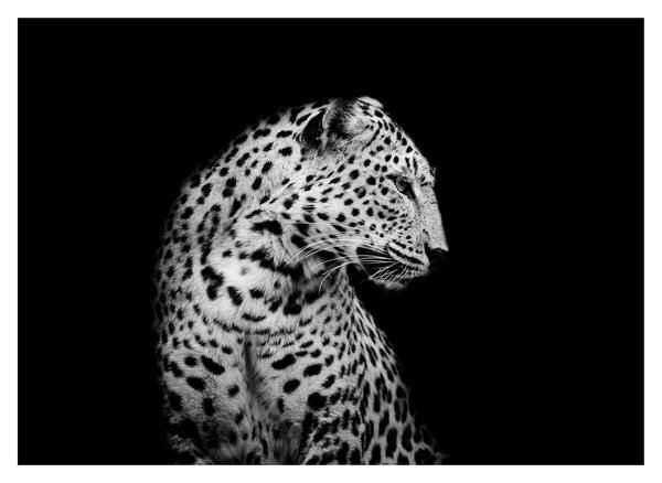Tablou - Leopardul (70x50 cm)