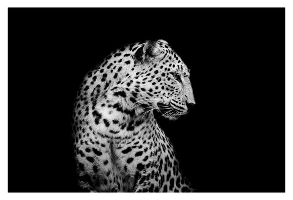 Tablou - Leopardul (90x60 cm)