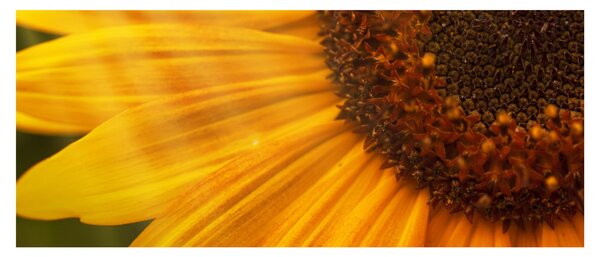 Tablou - Floarea-soarelui (120x50 cm)