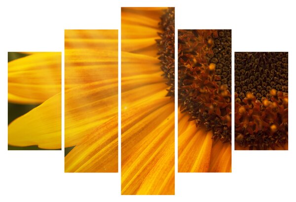 Tablou - Floarea-soarelui (150x105 cm)