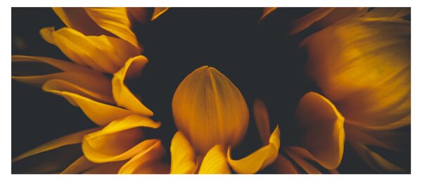Tablou - Floarea-soarelui în fundal negru (120x50 cm)