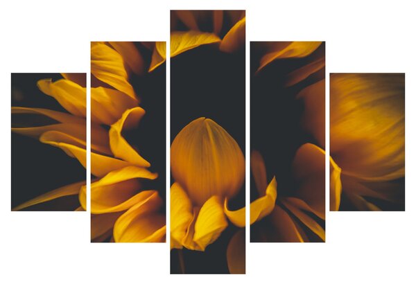 Tablou - Floarea-soarelui în fundal negru (150x105 cm)