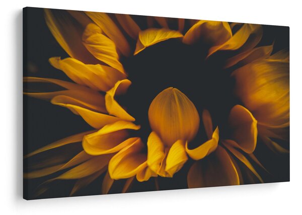 Tablou - Floarea-soarelui în fundal negru (90x60 cm)
