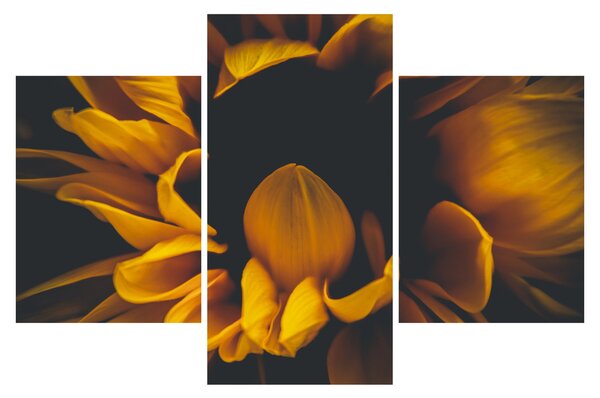Tablou - Floarea-soarelui în fundal negru (90x60 cm)