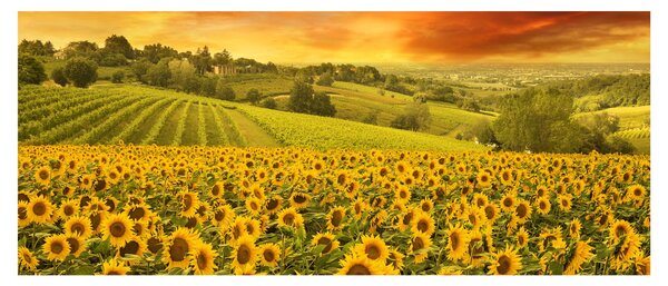 Tablou - Câmp de floarea-soarelui (120x50 cm)