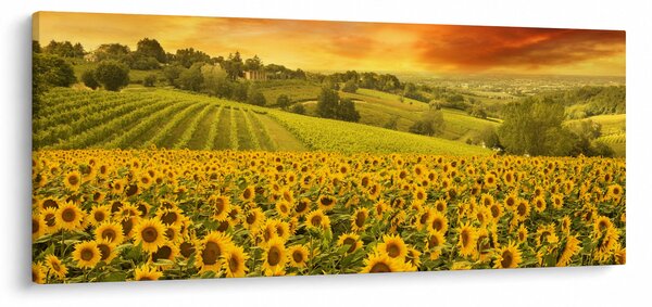 Tablou - Câmp de floarea-soarelui (120x50 cm)