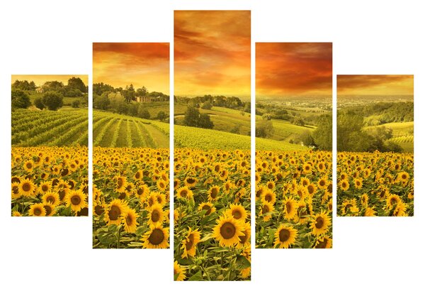 Tablou - Câmp de floarea-soarelui (150x105 cm)