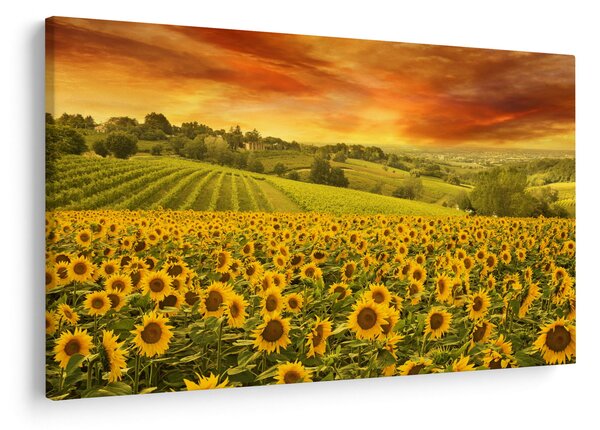 Tablou - Câmp de floarea-soarelui (90x60 cm)