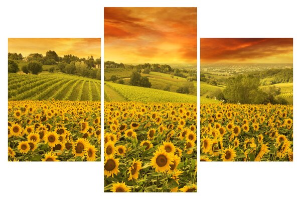 Tablou - Câmp de floarea-soarelui (90x60 cm)