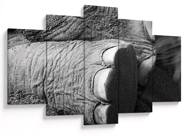 Tablou - Picior de elefant (150x105 cm)
