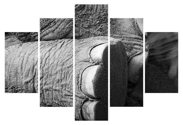 Tablou - Picior de elefant (150x105 cm)
