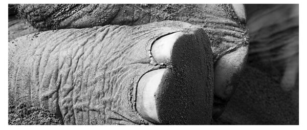 Tablou - Picior de elefant (120x50 cm)
