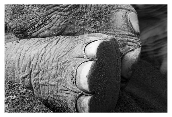 Tablou - Picior de elefant (90x60 cm)
