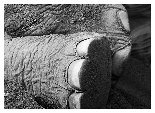 Tablou - Picior de elefant (70x50 cm)