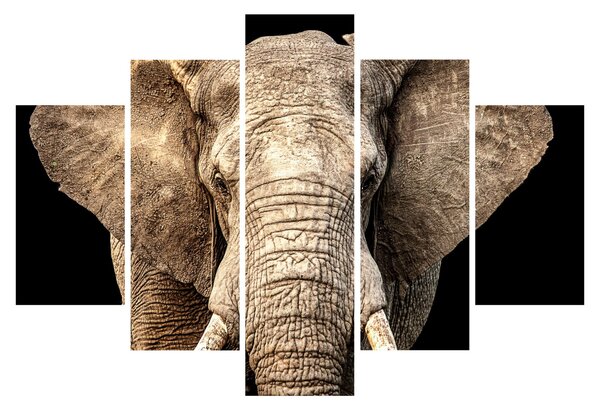 Tablou - Elefant african (150x105 cm)