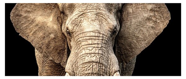 Tablou - Elefant african (120x50 cm)