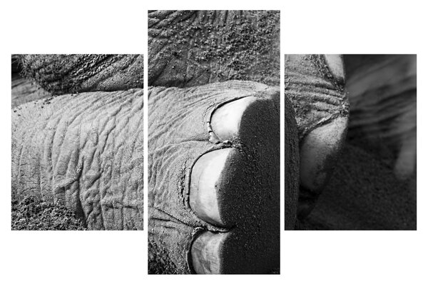 Tablou - Picior de elefant (90x60 cm)