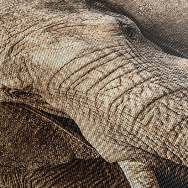 Tablou - Elefant african (90x60 cm)
