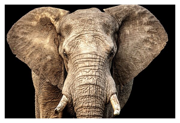 Tablou - Elefant african (90x60 cm)