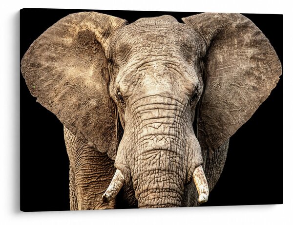 Tablou - Elefant african (70x50 cm)