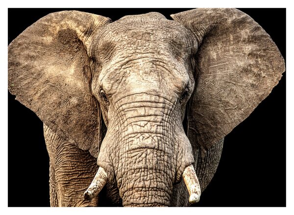 Tablou - Elefant african (70x50 cm)