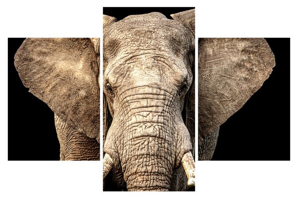 Tablou - Elefant african (90x60 cm)